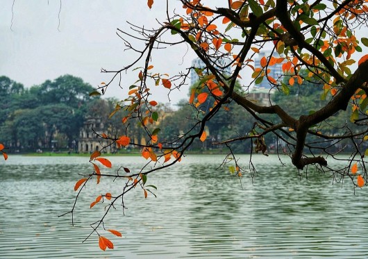 "Cây Thiền Sư" - Thơ: Nguyễn Vĩnh Tiến